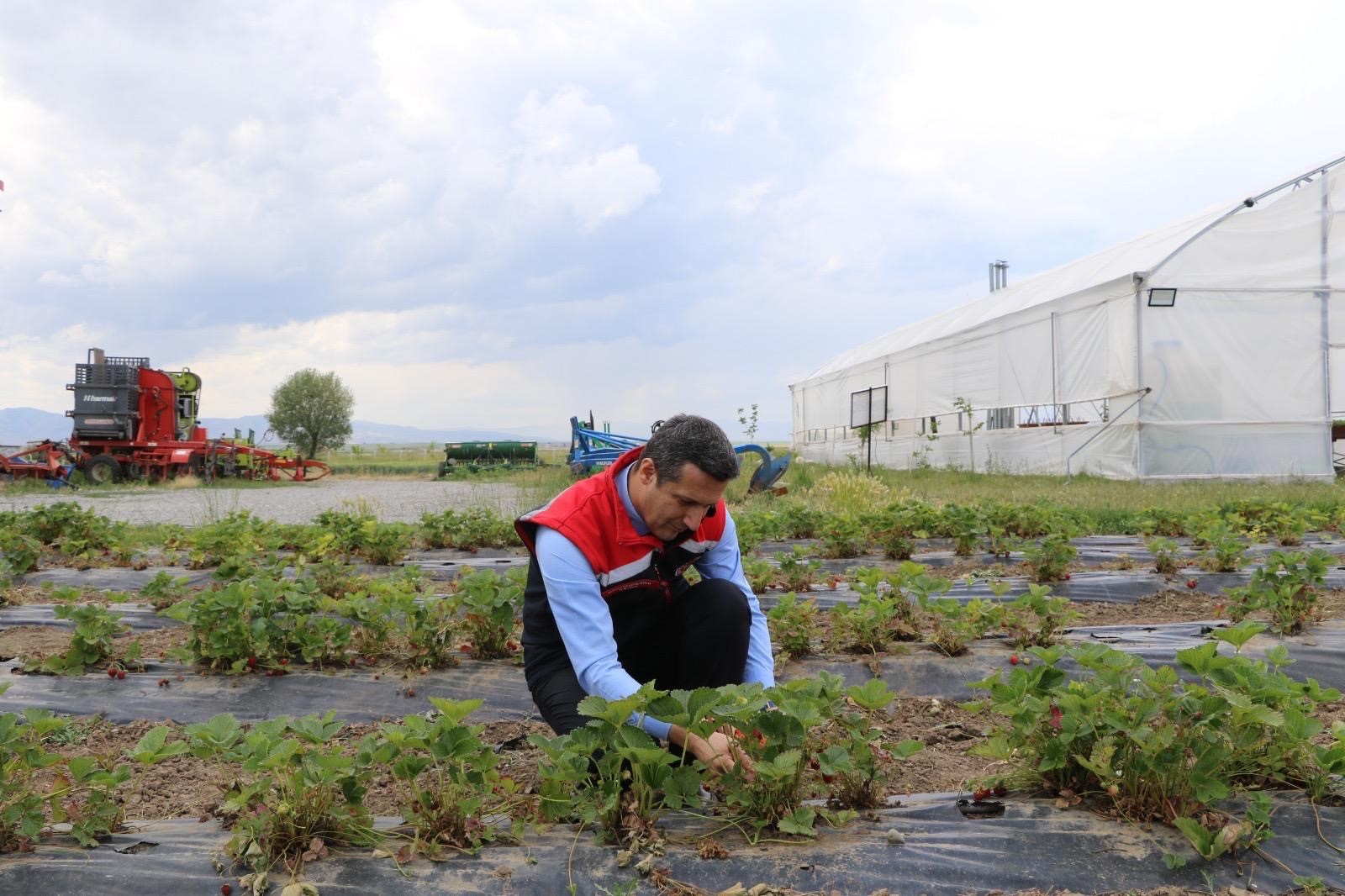 Denizli Haber Çilek Hasadı (2)