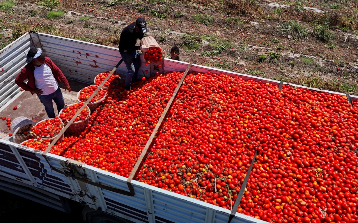 Denizli Haber Domates3-1
