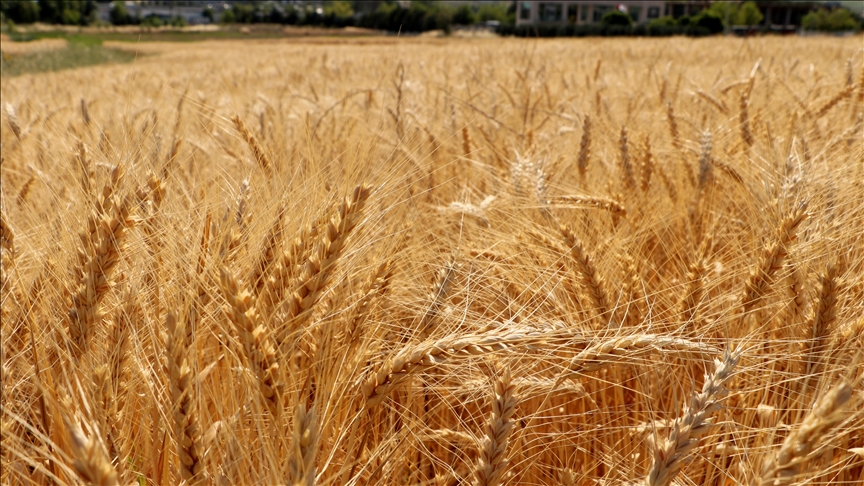 Denizli Haber Geliştirilen Yerli Buğday Çeşitleri Üreticiler Tarafından Tercih Ediliyor