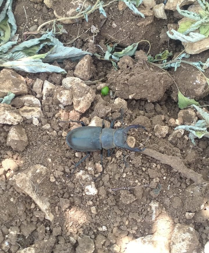 Denizli Haber Geyik Böceği