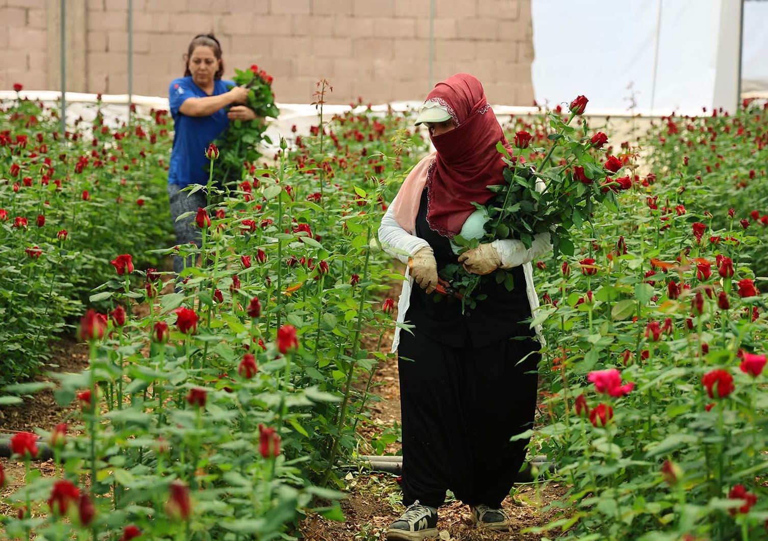 Denizli Haber Gül Üretici