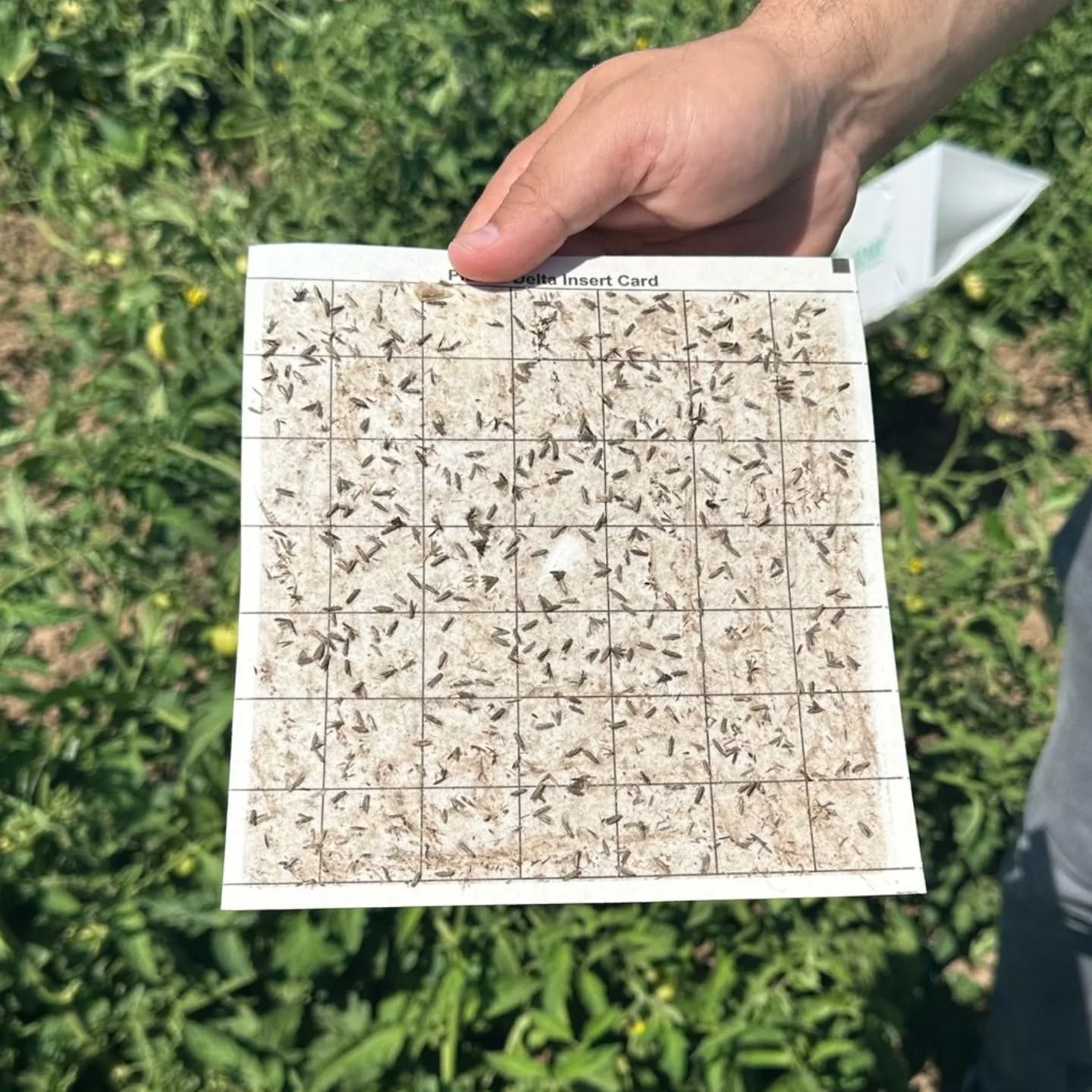 Denizli Haber Güve (2)-1