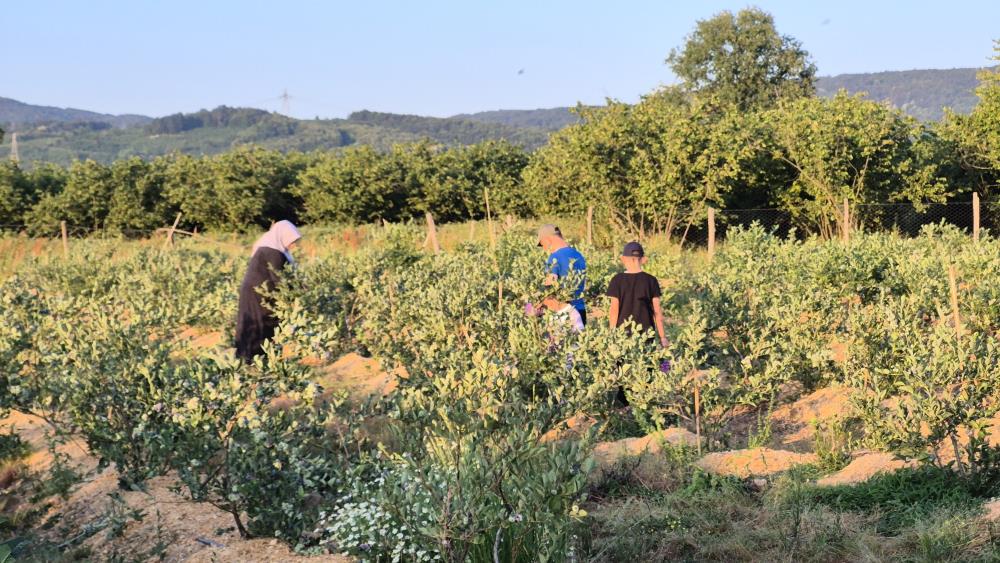 Denizli Haber Hasat (2)-2