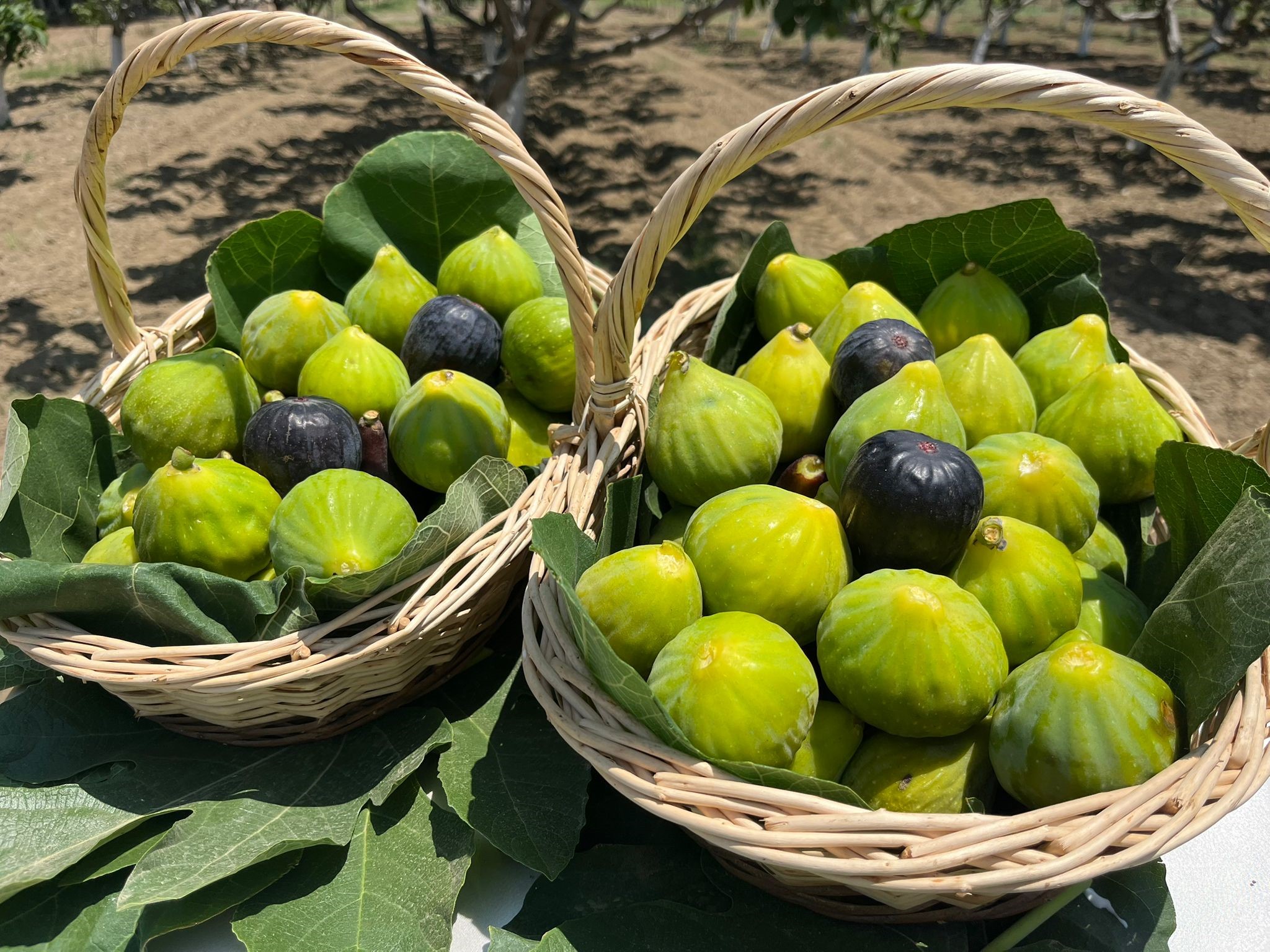 Denizli Haber Incir (2)-1