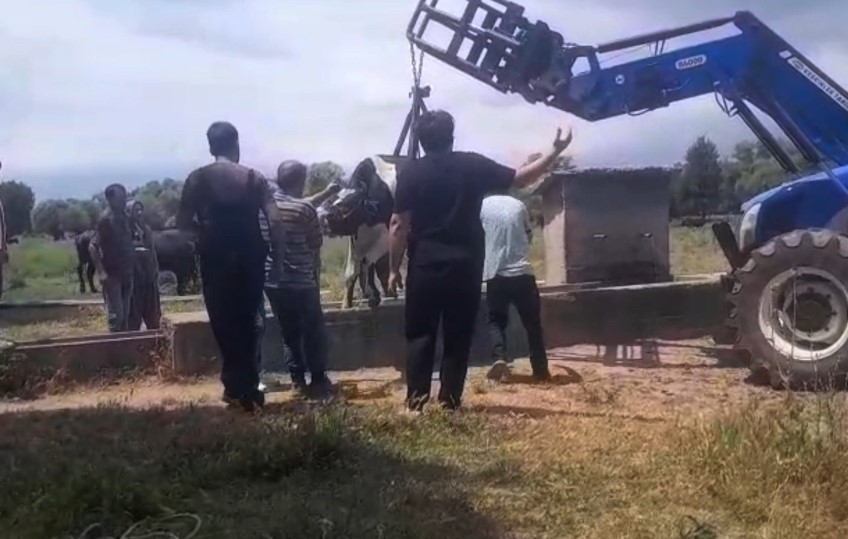 Denizli Haber Inek Kurtarma (1)-1