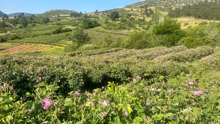 Denizli Haber Isparta2