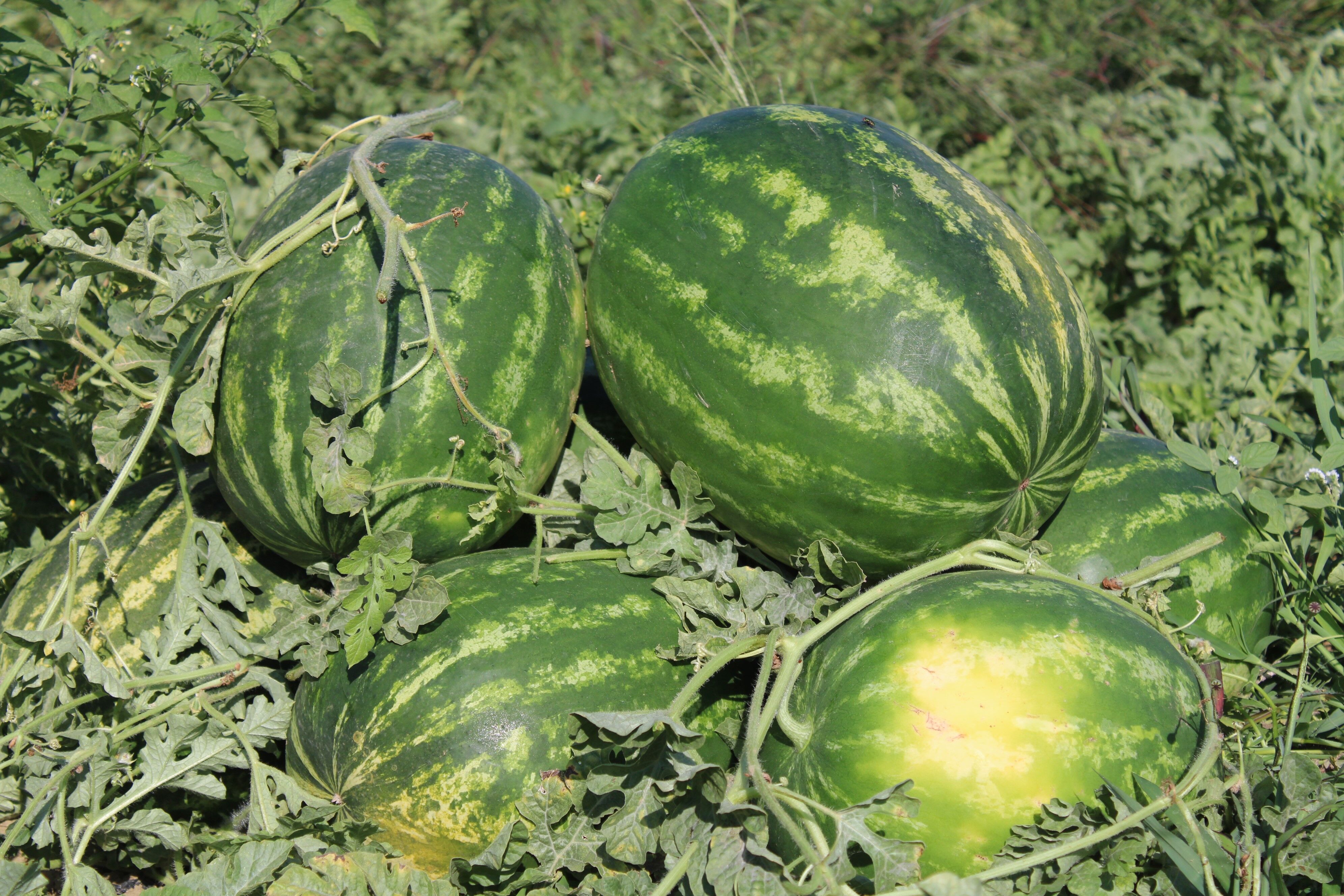 Denizli Haber Karpuz (5)