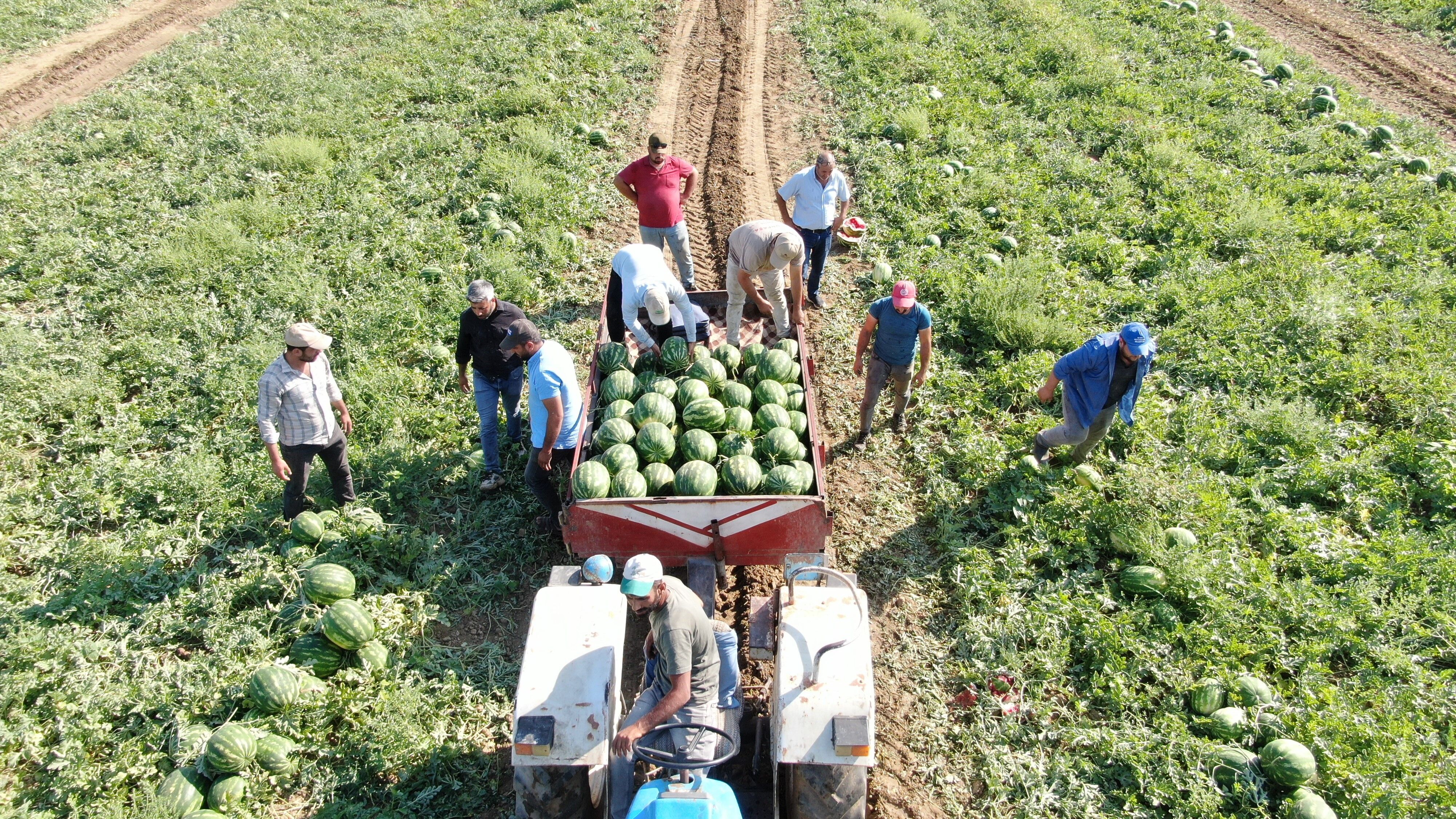 Denizli Haber Karpuz (9)
