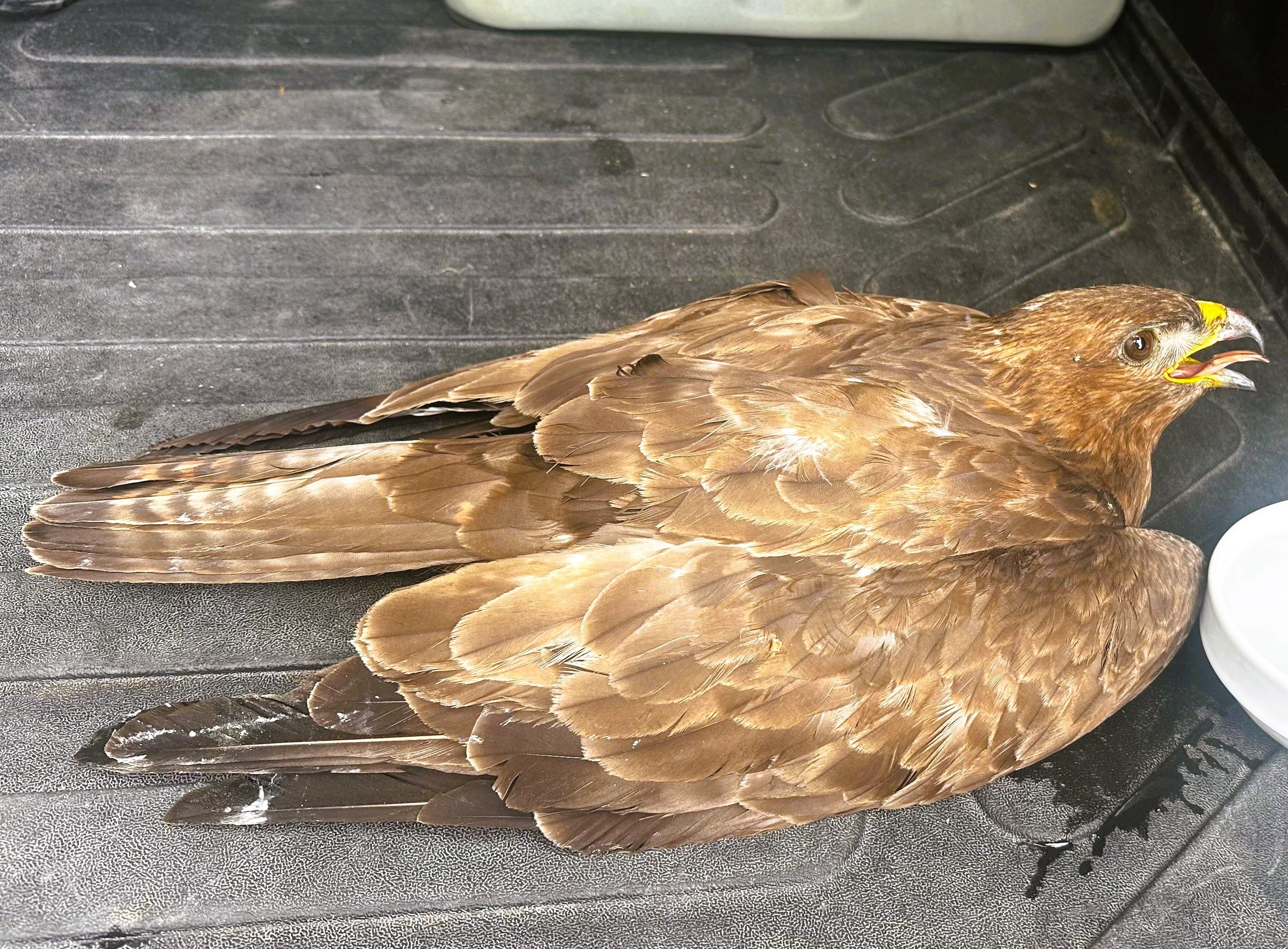 Denizli Haber Kartal (1)