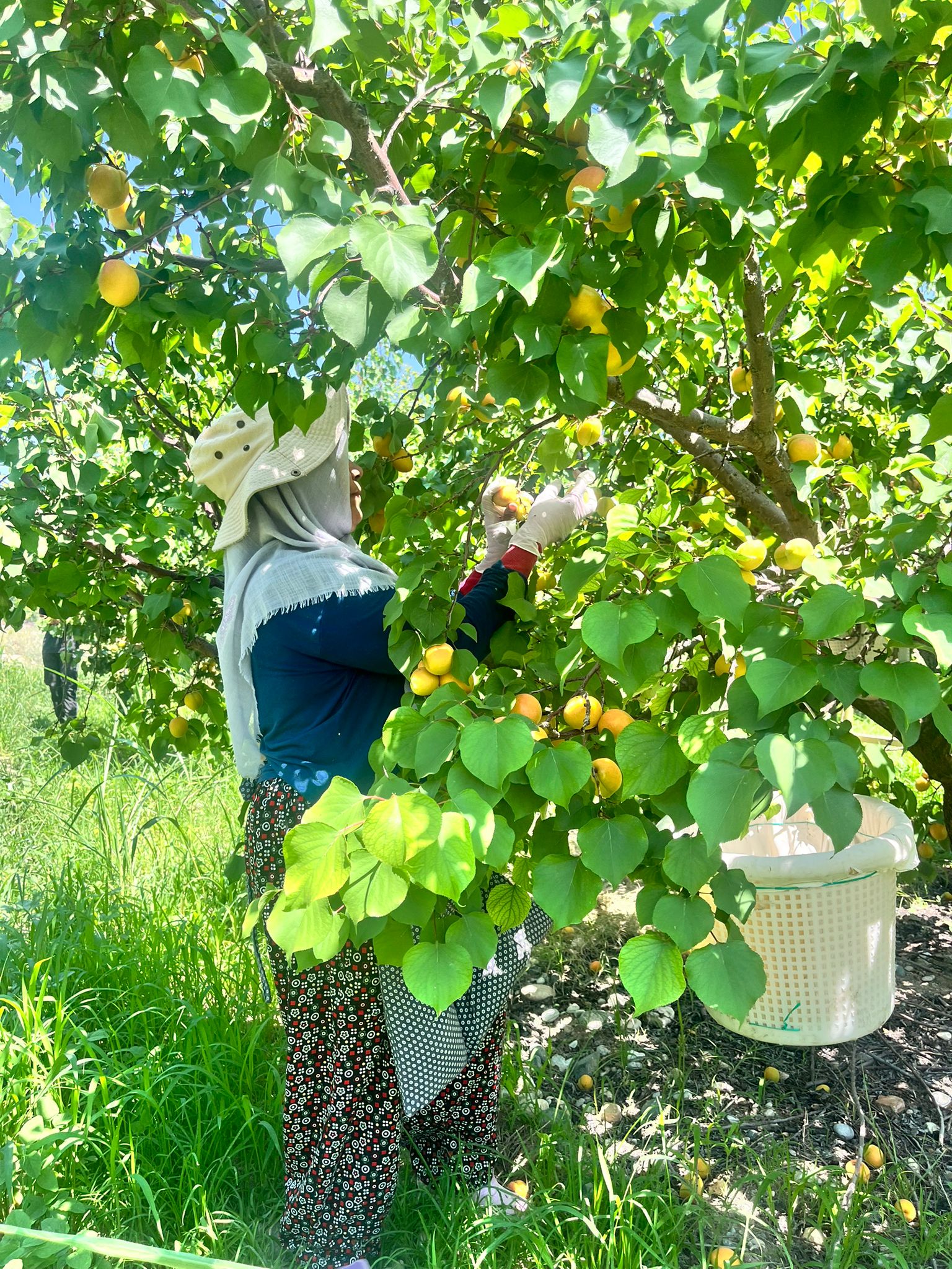 Denizli Haber Kayısı (3)-1