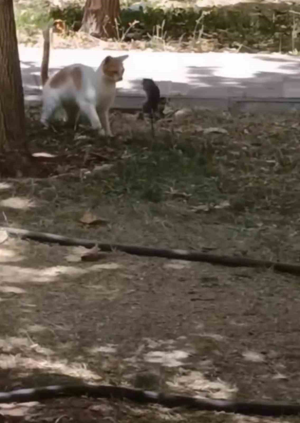 Denizli Haber Kedi Fare