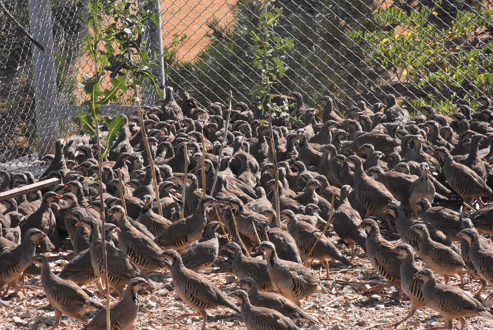 Denizli Haber Keklik