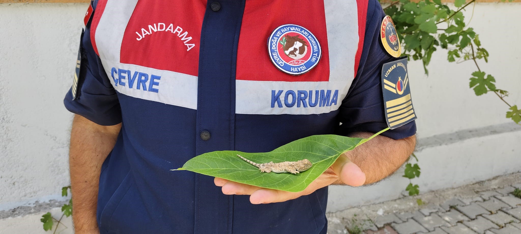 Denizli Haber Kertenkele (2)