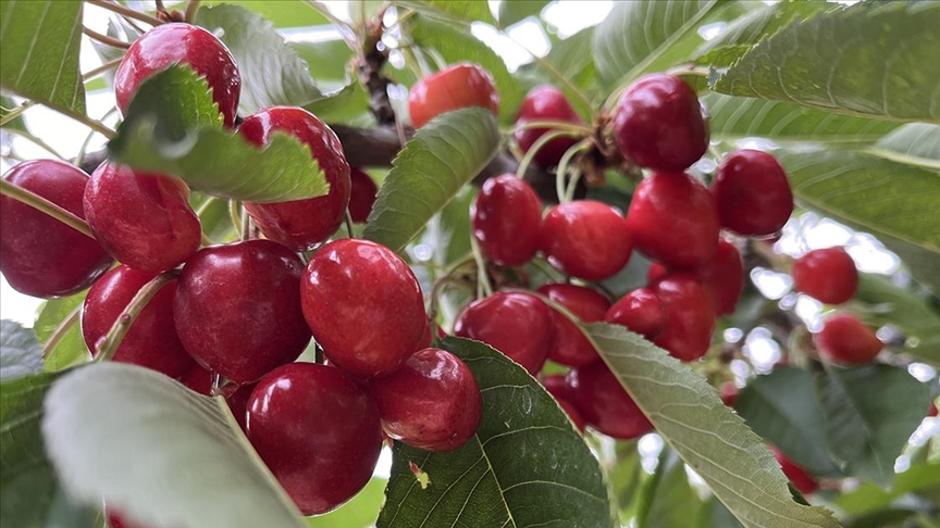 Denizli Haber Kiraz Fiyatı (1)