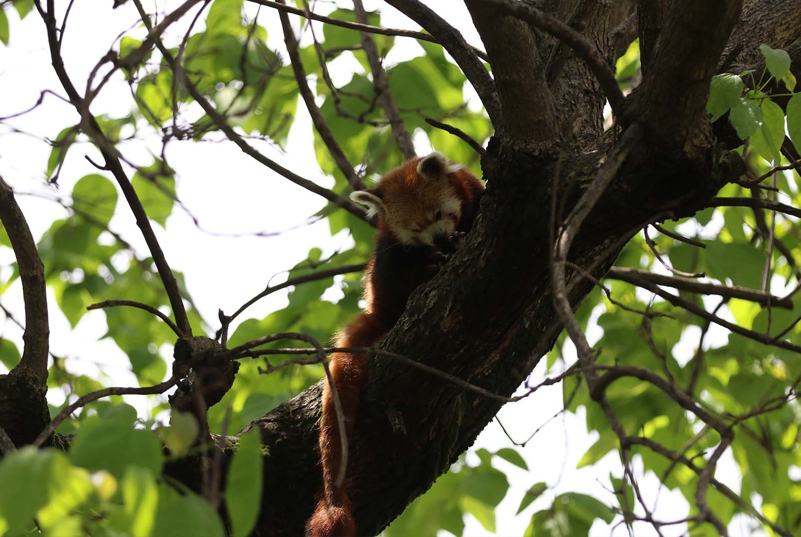 Denizli Haber Kızıl