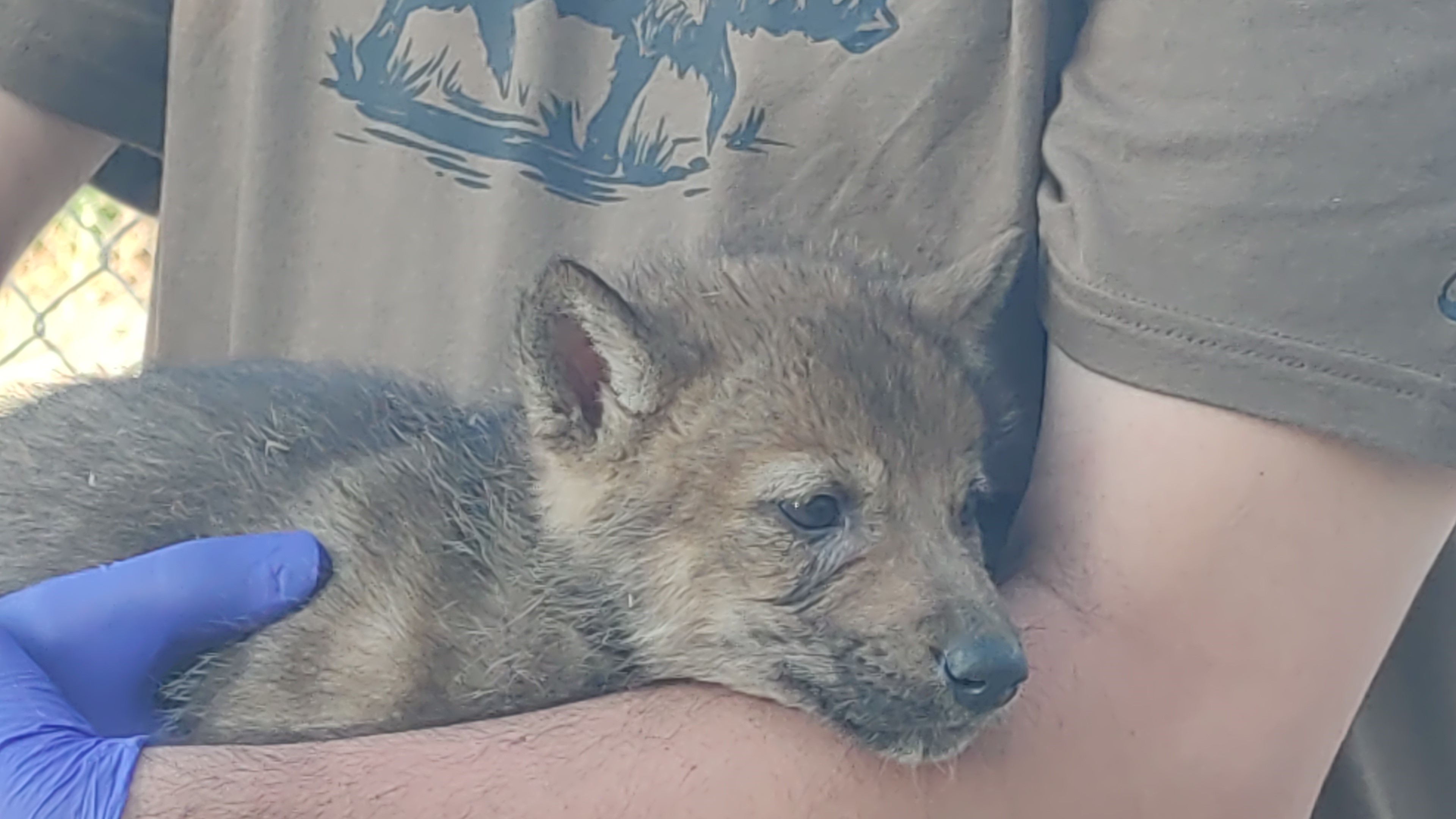 Denizli Haber Köpek (1)