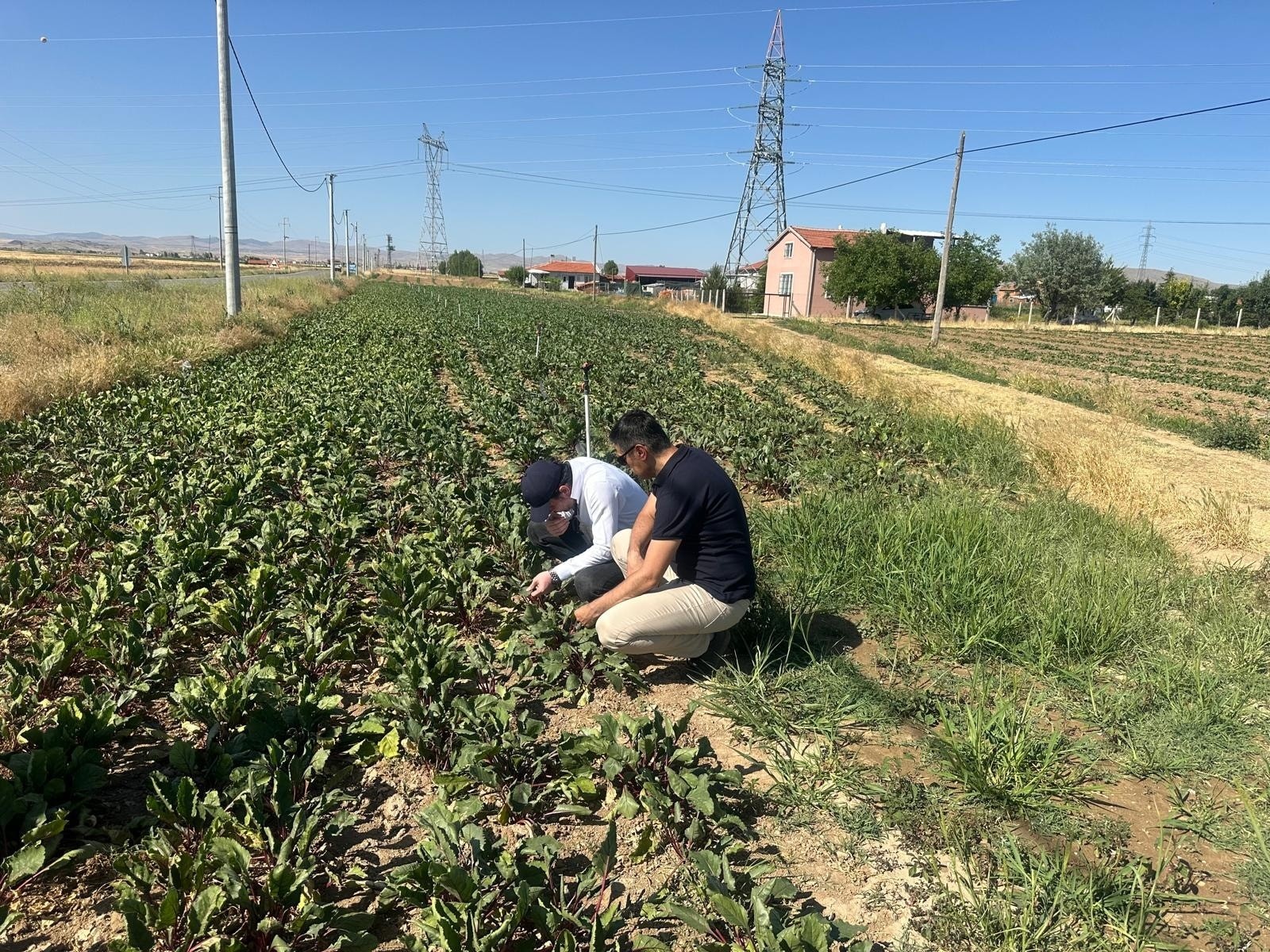 Denizli Haber Kornişon Salatalık Ve Kırmızı Pancarda Hastalık Ve Zararlıların Takibi Sürüyor