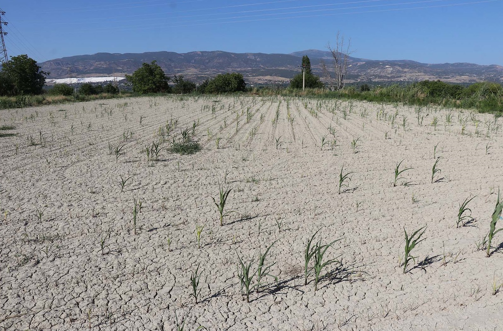 Denizli Haber Kurudu