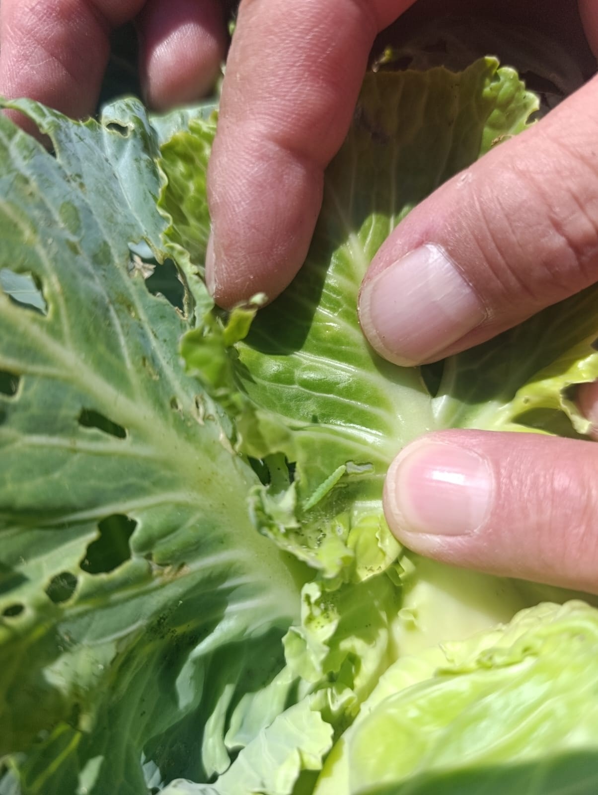 Denizli Haber Lahana (2)