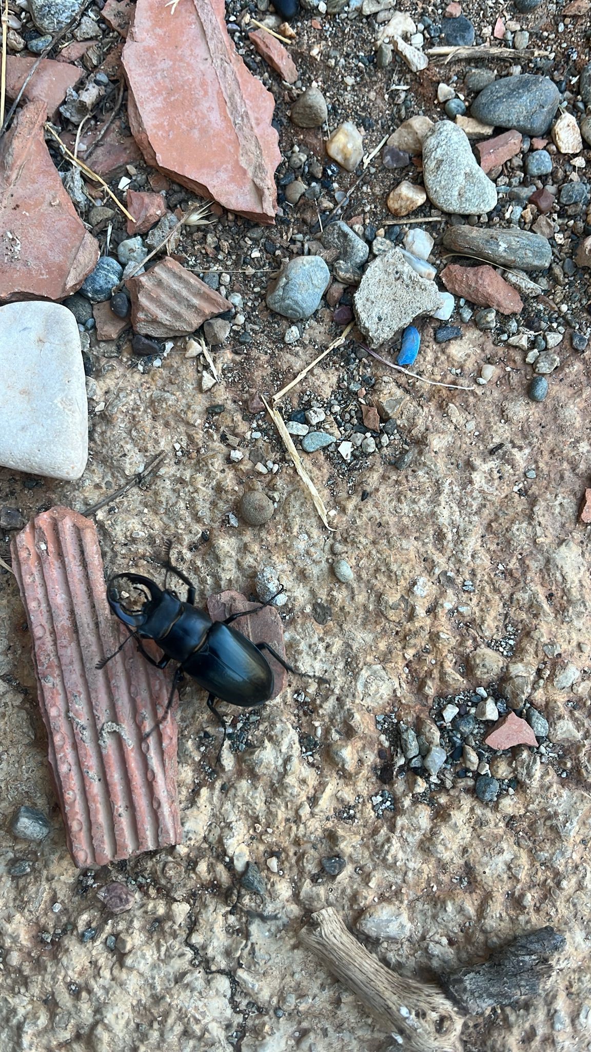 Denizli Haber Nesli Tükenecek