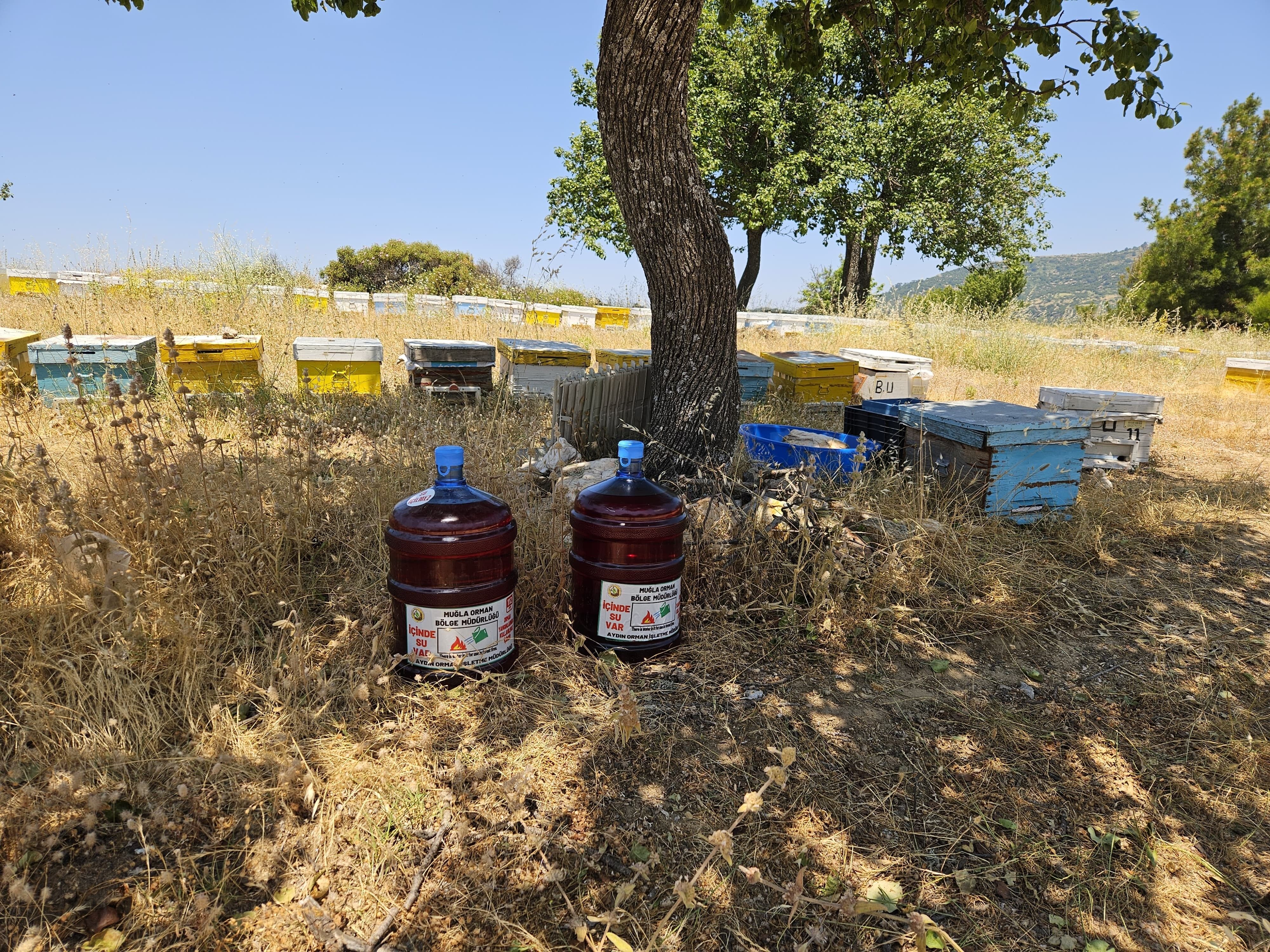 Denizli Haber Orman Yangını (2)-3