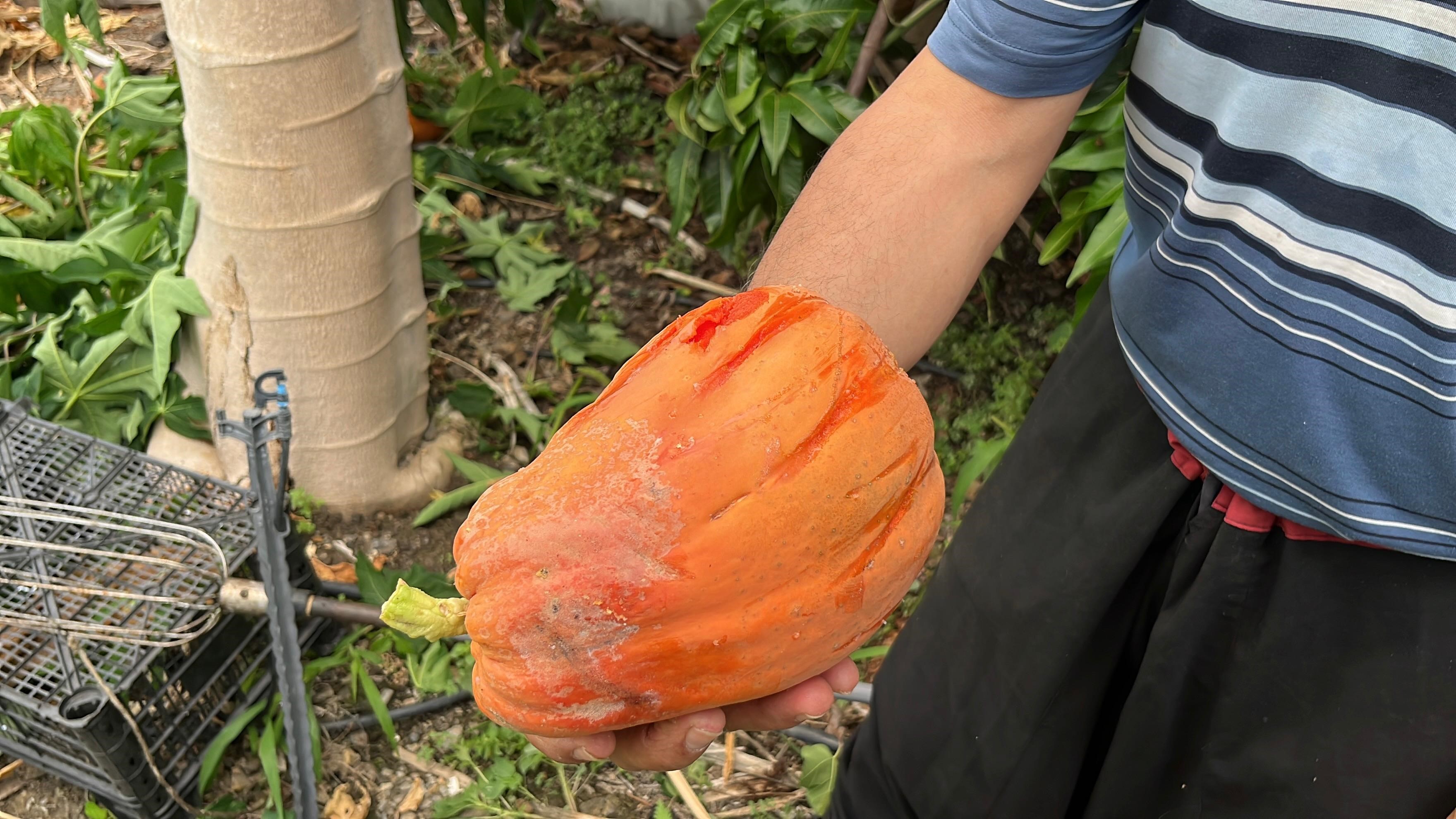 Denizli Haber Papaya (3)