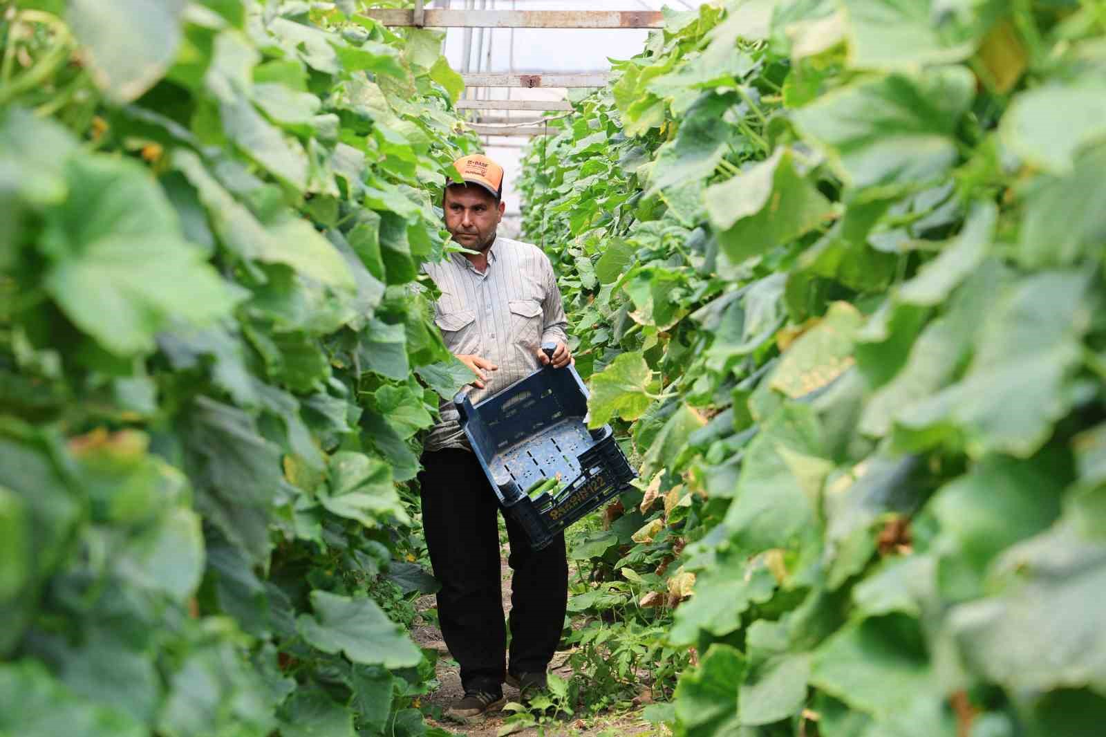 Denizli Haber Salatalık1