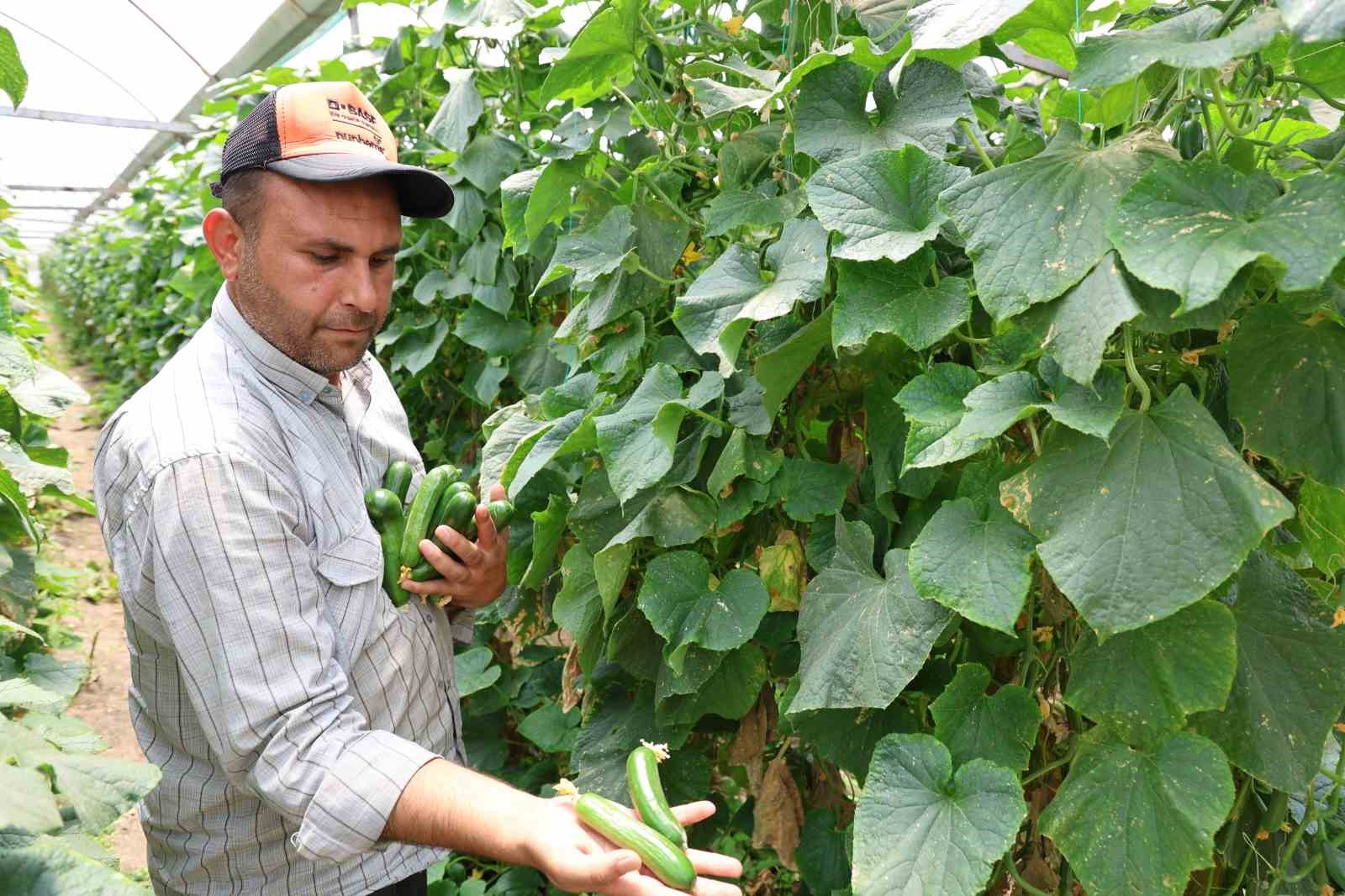 Denizli Haber Salatalık2