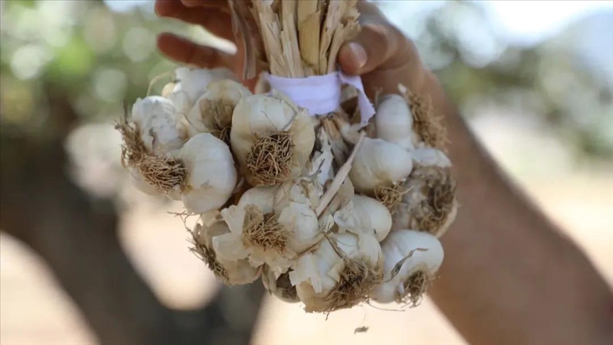 Denizli Haber Sarımsak