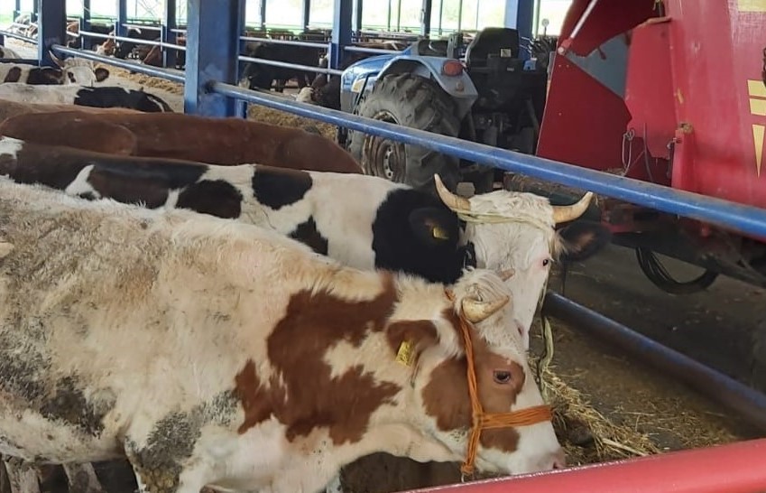 Denizli Haber Selendi'nin 8 Mahallesinde Şap Alarmı