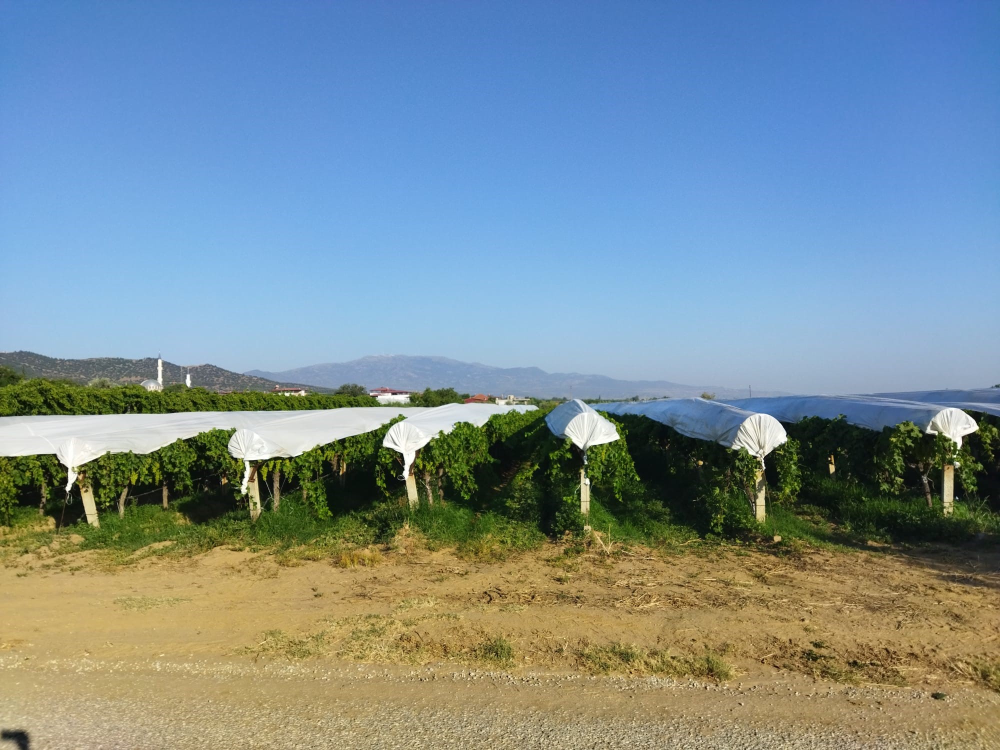 Denizli Haber Sultaniye Üzüm (3)