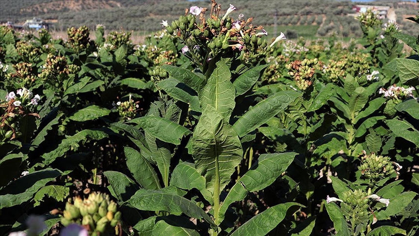 Denizli Haber Tütün Kırım