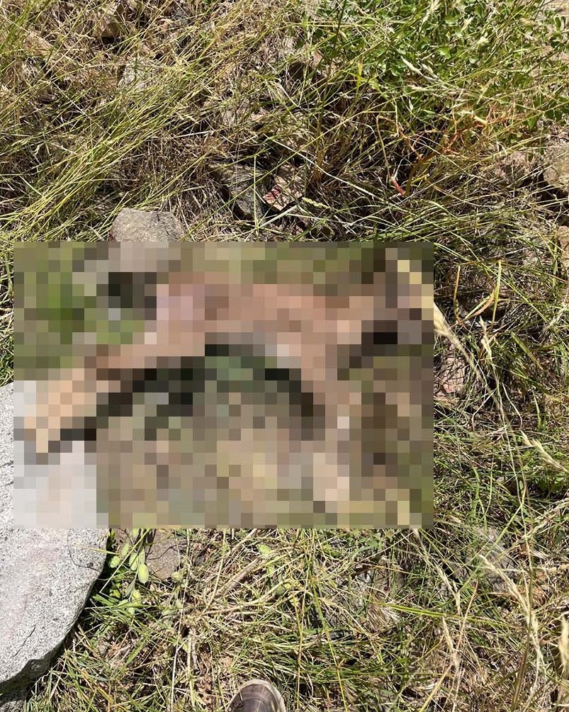 Denizli Haber Yaban-3