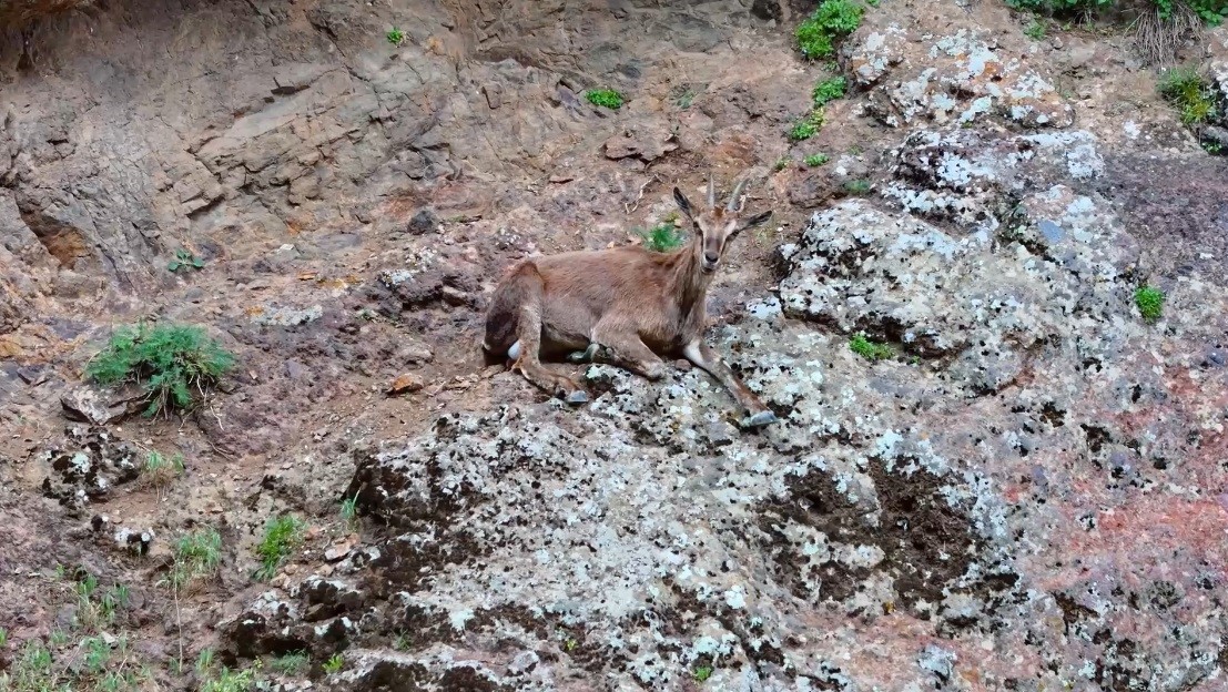 Denizli Haber Yaban Keçileri (2)