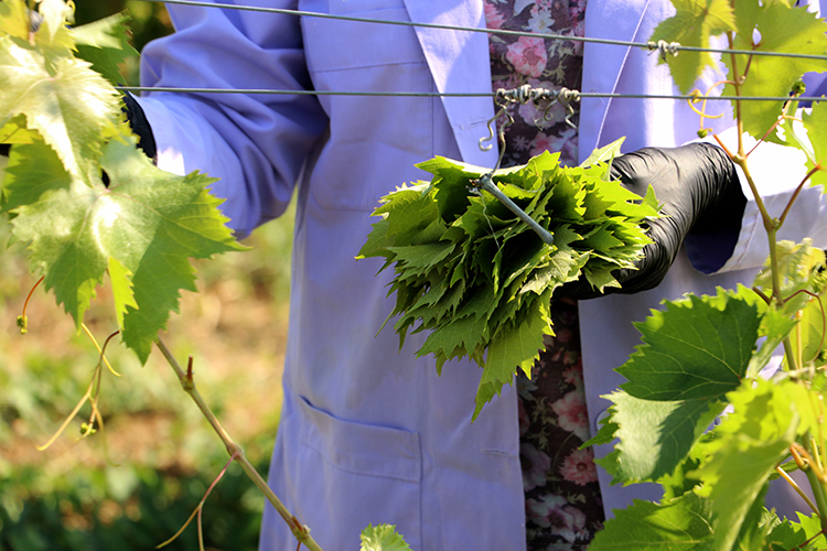 Denizli Haber Yaprak2