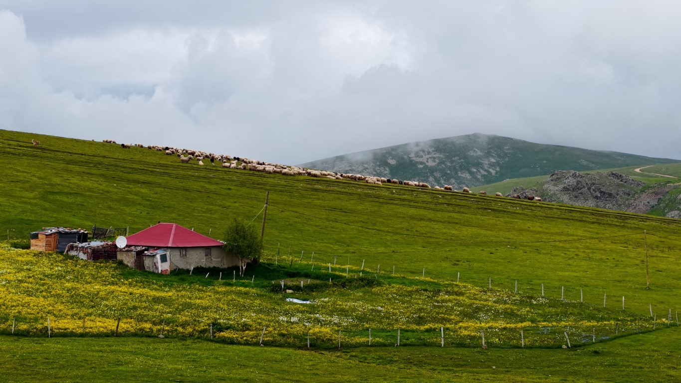 Denizli Haber Yayla2-1