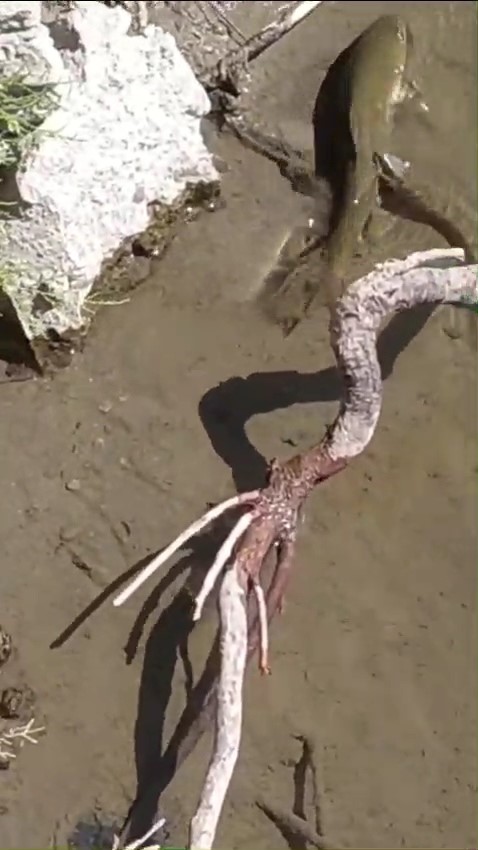 Denizli Haber Yılan (2)-2