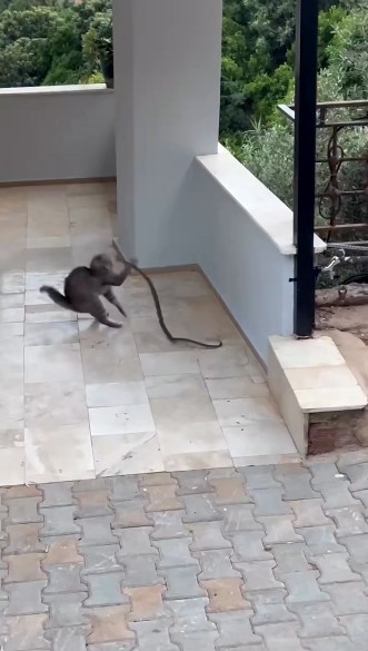 Denizli Haber Yılan (3)-1