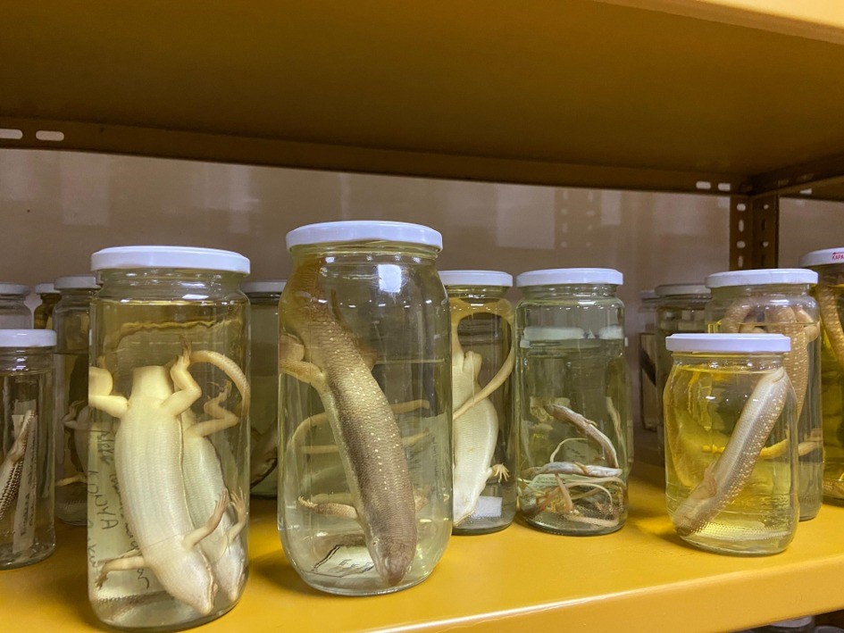 Denizli Haber Yılan Müzesi, 185 Sürüngen Türüyle Eğitim Ve Araştırma Merkezine Dönüştü 2