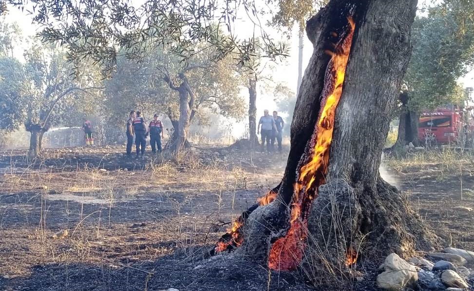 Denizli Haber Zeytin Ağacı (3)