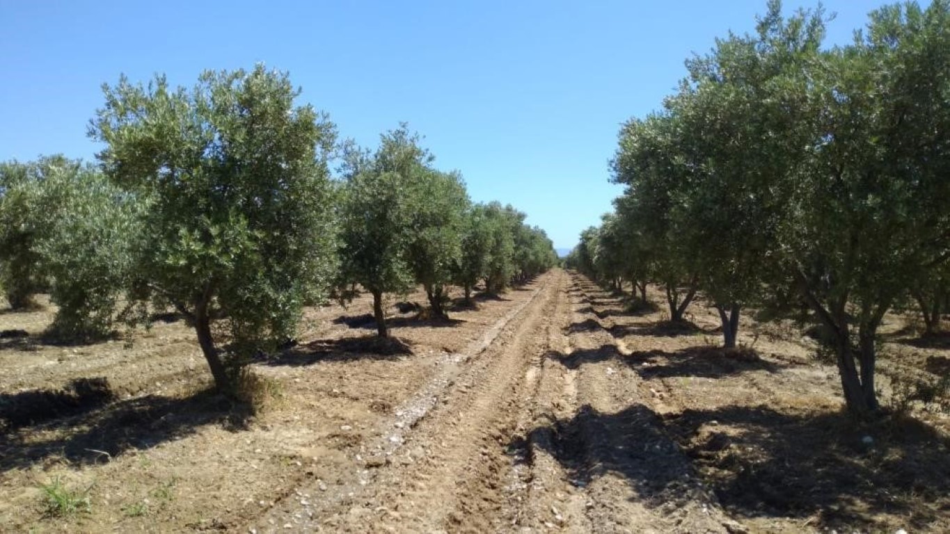 Denizli Haber Zeytinlik2