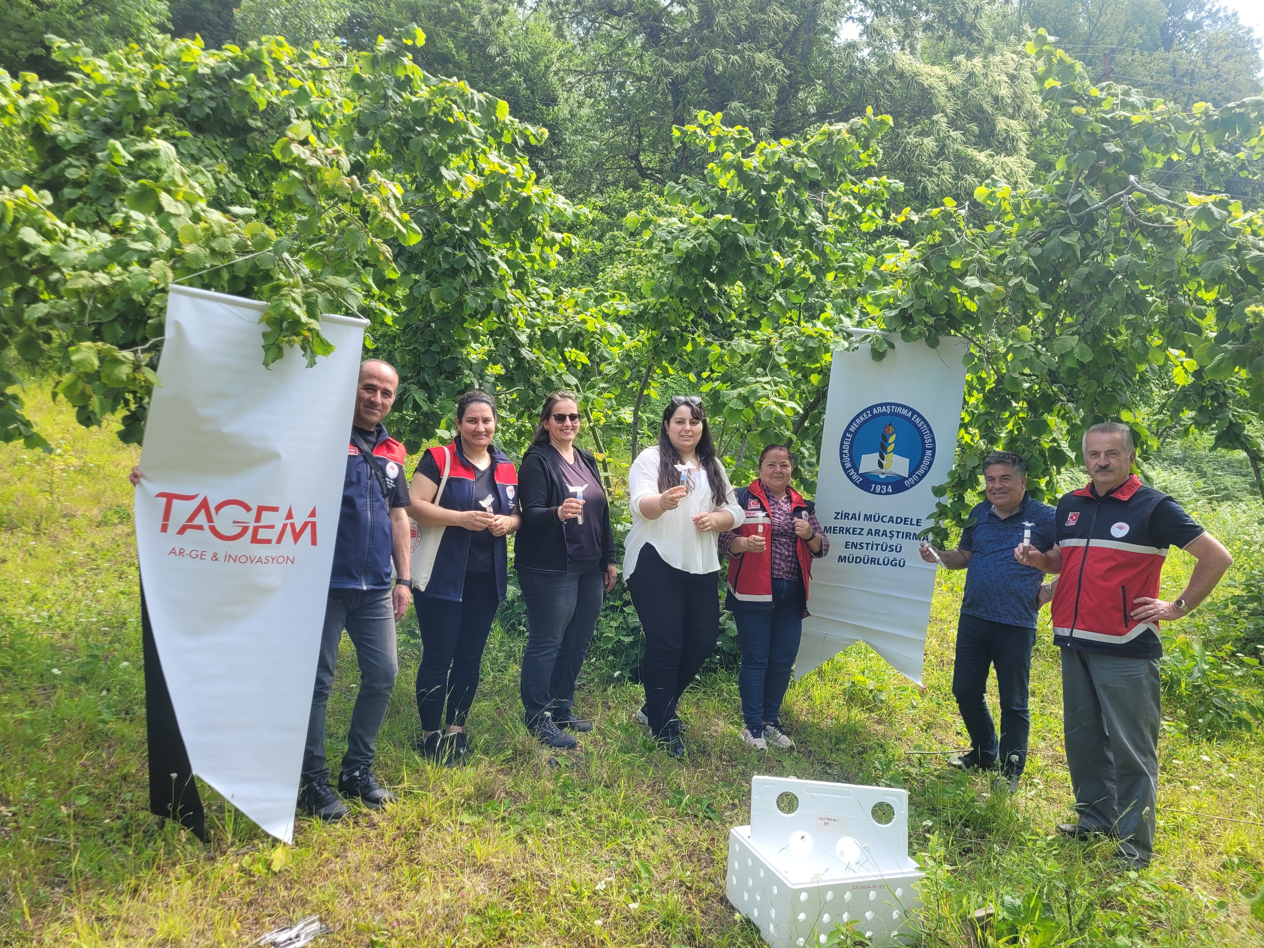 Gündem Haber Samuray Arısı (2)