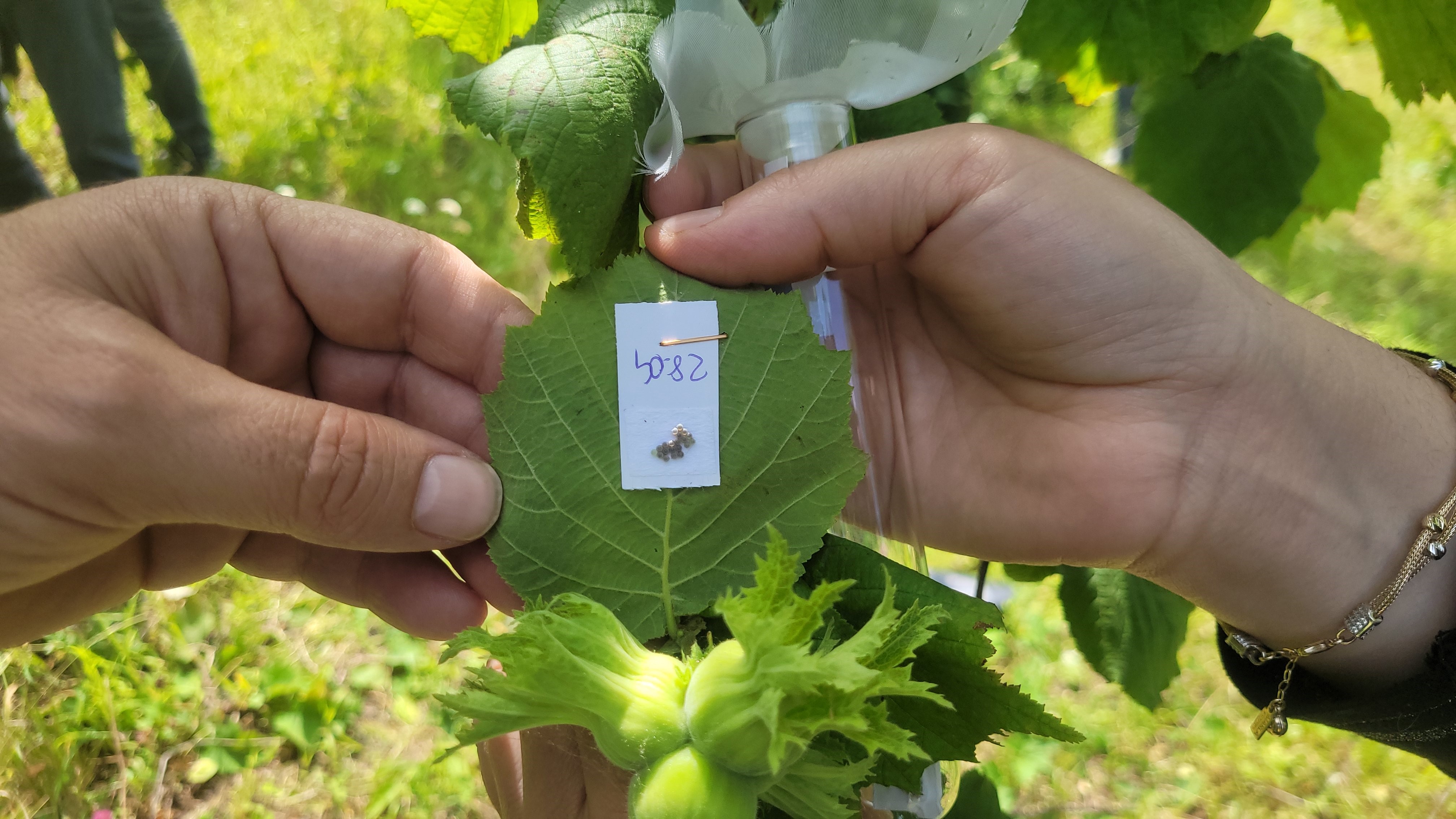 Gündem Haber Samuray Arısı (3)