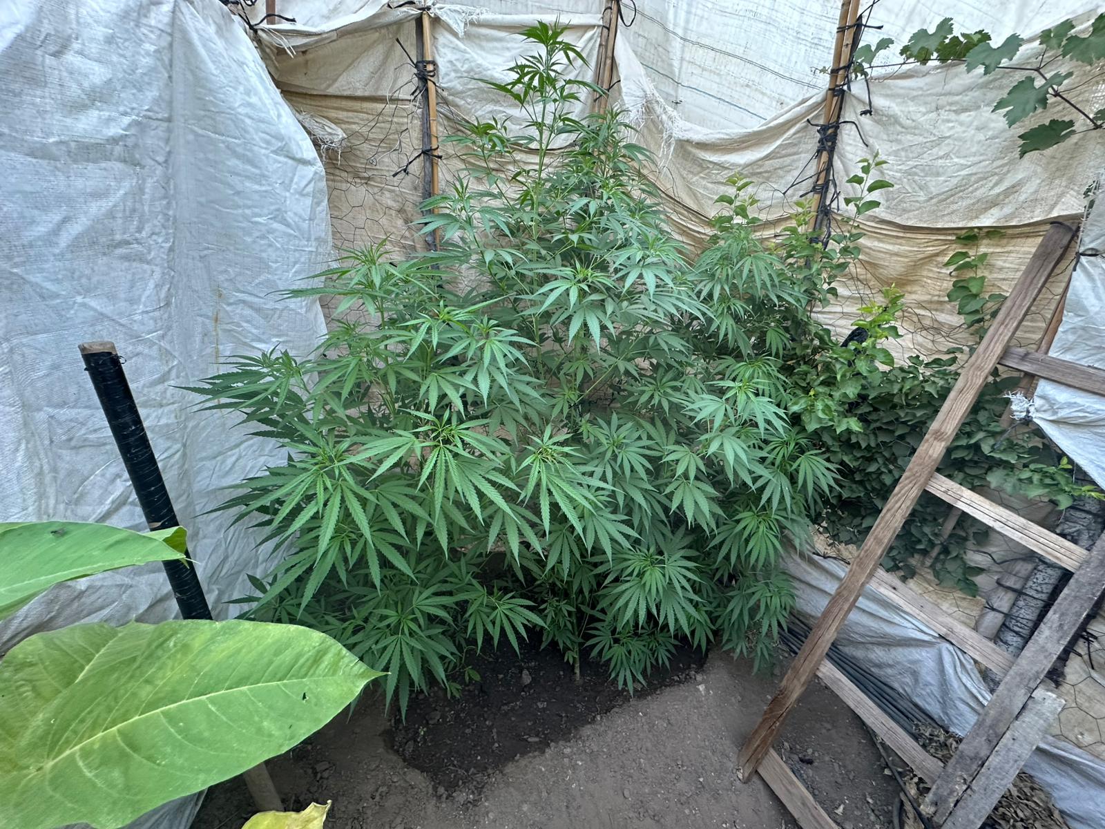 A A 20250723 38636056 38636055 S A R I G O L D E E V I N D E U Y U S T U R U C U B U L U N A N S U P H E L I Y A K A L A N D I