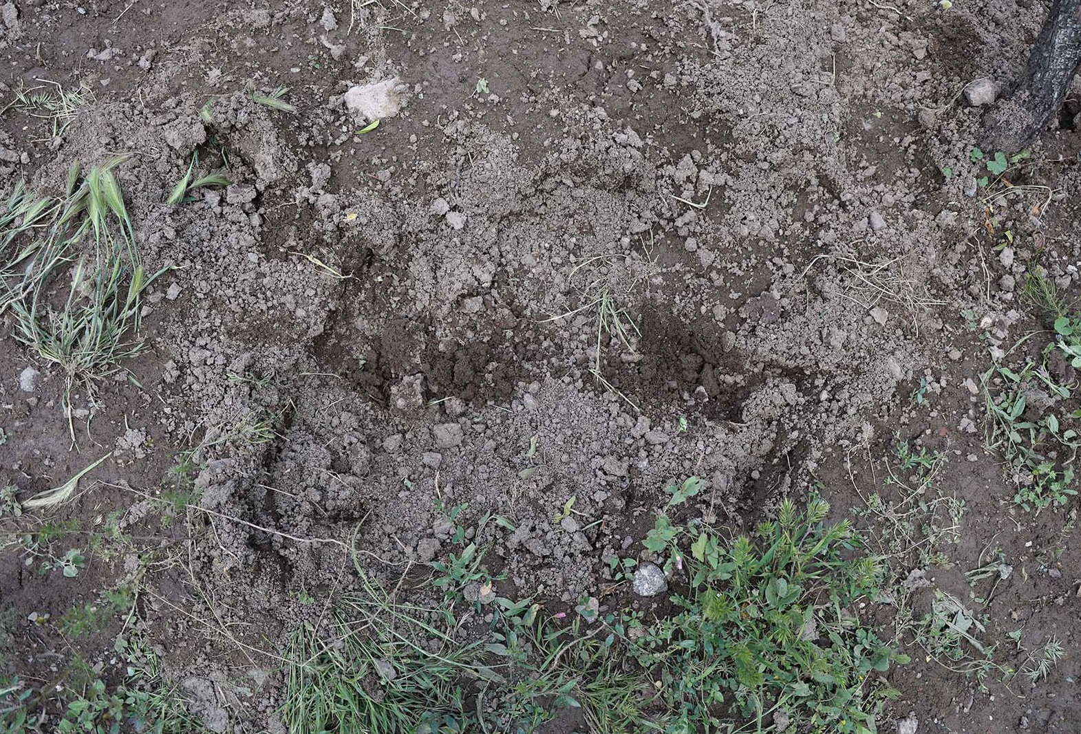 Denizli Ahber Cinayet