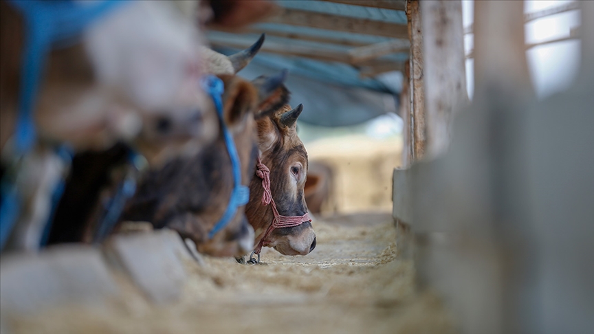 Denizli Ahber Hayvancılık