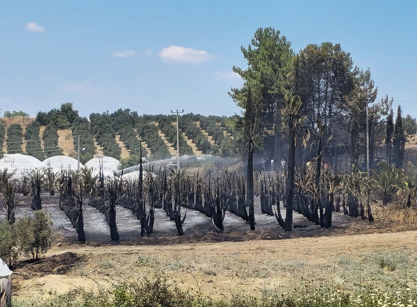 Denizli Habe Rpalmiye4