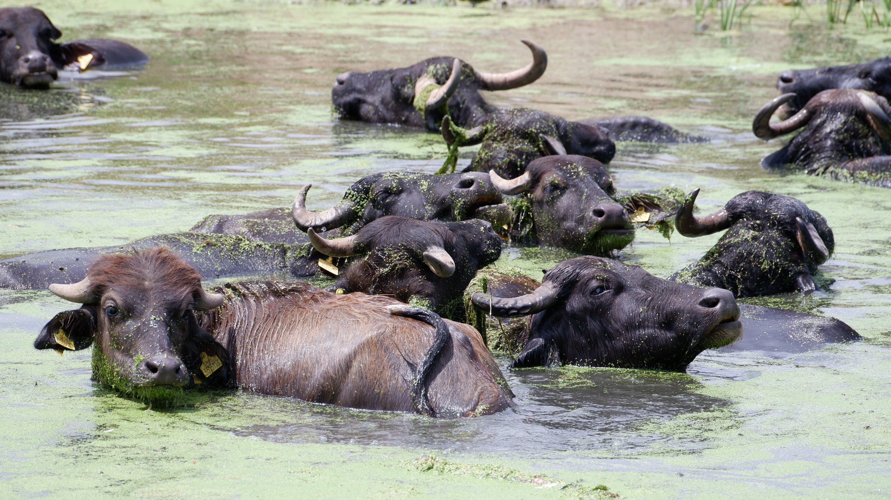 Denizli Haber Açıklama2-1