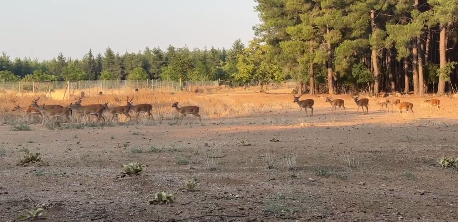 Denizli Haber Alageyik