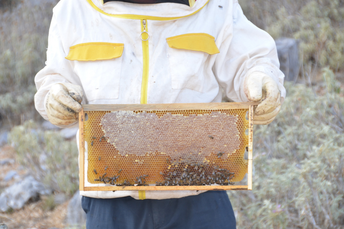 Denizli Haber Arıcılık2-1